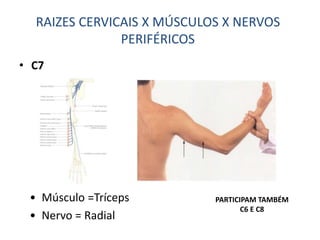 • C7
• Músculo =Tríceps
• Nervo = Radial
RAIZES CERVICAIS X MÚSCULOS X NERVOS
PERIFÉRICOS
PARTICIPAM TAMBÉM
C6 E C8
 