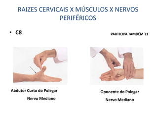 • C8
Abdutor Curto do Polegar
Nervo Mediano
Oponente do Polegar
Nervo Mediano
RAIZES CERVICAIS X MÚSCULOS X NERVOS
PERIFÉRICOS
PARTICIPA TAMBÉM T1
 