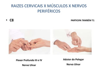 • C8
Adutor do Polegar
Nervo Ulnar
RAIZES CERVICAIS X MÚSCULOS X NERVOS
PERIFÉRICOS
PARTICIPA TAMBÉM T1
Flexor Profundo III e IV
Nervo Ulnar
 