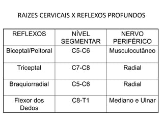 RAIZES CERVICAIS X REFLEXOS PROFUNDOS
REFLEXOS NÍVEL
SEGMENTAR
NERVO
PERIFÉRICO
Biceptal/Peitoral C5-C6 Musculocutâneo
Triceptal C7-C8 Radial
Braquiorradial C5-C6 Radial
Flexor dos
Dedos
C8-T1 Mediano e Ulnar
 