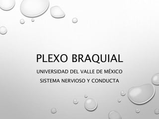 PLEXO BRAQUIAL
UNIVERSIDAD DEL VALLE DE MÉXICO
SISTEMA NERVIOSO Y CONDUCTA
 