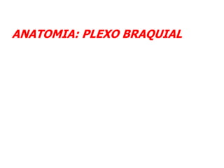 ANATOMIA: PLEXO BRAQUIAL
 