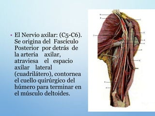 • El Nervio axilar: (C5-C6).
Se origina del Fascículo
Posterior por detrás de
la arteria axilar,
atraviesa el espacio
axilar lateral
(cuadrilátero), contornea
el cuello quirúrgico del
húmero para terminar en
el músculo deltoides.
 