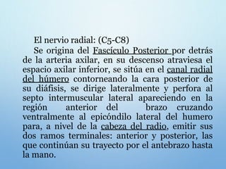 El nervio radial: (C5-C8)
Se origina del Fascículo Posterior por detrás
de la arteria axilar, en su descenso atraviesa el
espacio axilar inferior, se sitúa en el canal radial
del húmero contorneando la cara posterior de
su diáfisis, se dirige lateralmente y perfora al
septo intermuscular lateral apareciendo en la
región anterior del brazo cruzando
ventralmente al epicóndilo lateral del humero
para, a nivel de la cabeza del radio, emitir sus
dos ramos terminales: anterior y posterior, las
que continúan su trayecto por el antebrazo hasta
la mano.
 