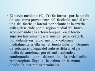• El nervio mediano: (C5-T1) Se forma por la unión
de una rama proveniente del fascículo medial con
una del fascículo lateral por delante de la arteria
axilar, desciende por la región medial del brazo
acompañando a la arteria braquial, en el tercio
superior lateralmente a la misma para cruzarla
por delante en tercio medio y colocarse
medialmente a ella en el tercio inferior . Después
de rebasar el pliegue del codo se sitúa en el eje
medio del antebrazo por el cuál desciende y
continuando por delante de la articulación
radiocarpiana llega a la palma de la mano
donde da sus ramas terminales
 