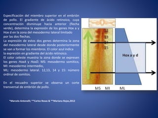 Especificación del miembro superior en el embrión
de pollo. El gradiente de ácido retinoico, cuya
concentración disminuye hacia anterior (flecha
verde), determina la expresión de los genes Hox a y
Hox d en la zona del mesodermo lateral limitado
por las dos flechas.
La expresión de estos dos genes determina la zona
del mesodermo lateral desde donde posteriormente
se van a formar los miembros. El color azul indica
la expresión en gradiente del ácido retinoico.
El color celeste muestra la zona donde se expresen
los genes HoxA y HoxD. MS: mesodermo somítico,
MI: mesodermo intermedio,
ML: mesodermo lateral. 12,13, 14 y 15: número
ordinal de somitos.
En el recuadro superior se observa un corte
transversal de embrión de pollo.
*Marcelo Antonelli; **Carlos Rosas & **Mariana Rojas,2012
 