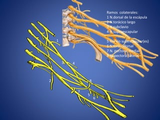 Ramos colaterales:
1 N.dorsal de la escápula
2 N.torácico largo
3 N.subclavio
4 N.supraescapular
5 Nervio subescapular(es)
6 N.toracodorsal
7 N. pectoral medial
8 N. pectoral lateral.
1
2
3 4
5
6
7
8
 