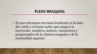 • Es una estructura nerviosa localizada en la base
del cuello y el hueco axilar que asegura la
inervación sensitiva, motora, vasomotora y
propioceptiva de la cintura escapular y de la
extremidad superior.
PLEXO BRAQUIAL
 