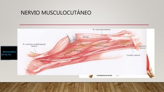 NERVIO MUSCULOCUTÁNEO
 