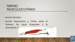 • Acción Sensitiva
• Acción Vasomotora y Trófica sobre el
húmero, los vasos braquiales y la
articulación del codo.
Fuente:
-Anatomía Humana; Latarjet-Ruiz 4ªEdicion
NERVIO
MUSCULOCUTÁNEO
 