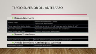 TERCIO SUPERIOR DEL ANTEBRAZO
 
