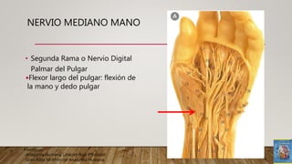 • Segunda Rama o Nervio Digital
Palmar del Pulgar
•Flexor largo del pulgar: flexión de
la mano y dedo pulgar
Fuente:
-Anatomía Humana; Latarjet-Ruiz 4ªEdicion
-Gran Atlas McMinn de Anatomía Humana
NERVIO MEDIANO MANO
 