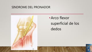 SINDROME DEL PRONADOR
•Arco flexor
superficial de los
dedos
 