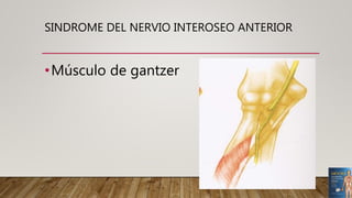 SINDROME DEL NERVIO INTEROSEO ANTERIOR
•Músculo de gantzer
 