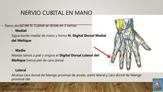 Fuente:
-Anatomía Humana; Latarjet-Ruiz 4ªEdicion
NERVIO CUBITAL EN MANO
• Ramo dorsal del N. Cubital se divide en 3 ramos:
• Medial:
Sigue borde medial de mano y forma N. Digital Dorsal Medial
del Meñique
• Medio
Manda ramos a piel y origina el Digital Dorsal Lateral del
Meñique Inerva piel de cara dorsal
• Lateral
Alcanza cara dorsal de falange proximal de anular, parte lateral y cara dorsal de falange
proximal del
dedo medio
 