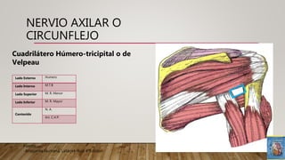 Fuente:
-Anatomía Humana; Latarjet-Ruiz 4ªEdicion
Lado Externo Humero
Lado Interno M.T.B
Lado Superior M. R. Menor
Lado Inferior M. R. Mayor
Contenido
N. A.
Art. C.H.P.
Cuadrilátero Húmero-tricipital o de
Velpeau
NERVIO AXILAR O
CIRCUNFLEJO
 