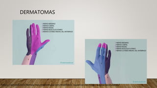 DERMATOMAS
https://arydol.com/temas/neuroestimulacion/miembro-superior/tecnicas-supraclaviculares/
 