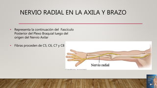 NERVIO RADIAL EN LA AXILA Y BRAZO
• Representa la continuación del Fascículo
Posterior del Plexo Braquial luego del
origen del Nervio Axilar
• Fibras proceden de C5, C6, C7 y C8
 