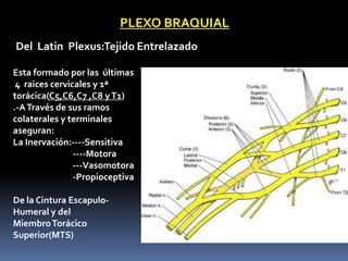 PLEXO BRAQUIAL
Del Latin Plexus:Tejido Entrelazado

Esta formado por las últimas
 4 raices cervicales y 1ª
torácica(C5,C6,C7 ,C8 y T1)
.-A Través de sus ramos
colaterales y terminales
aseguran:
La Inervación:----Sensitiva
                ----Motora
                ---Vasomotora
                -Propioceptiva

De la Cintura Escapulo-
Humeral y del
Miembro Torácico
Superior(MTS)
 