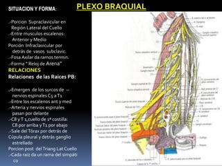 SITUACION Y FORMA:               PLEXO BRAQUIAL
.-Porcion Supraclavicular en
  Región Lateral del Cuello
.-Entre musculos ...