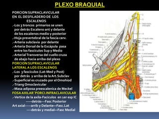 PLEXO BRAQUIAL
PORCION SUPRACLAVICULAR
EN EL DESFILADERO DE LOS
           ESCALENOS
.-Los 3 troncos primarios se unen
  p...