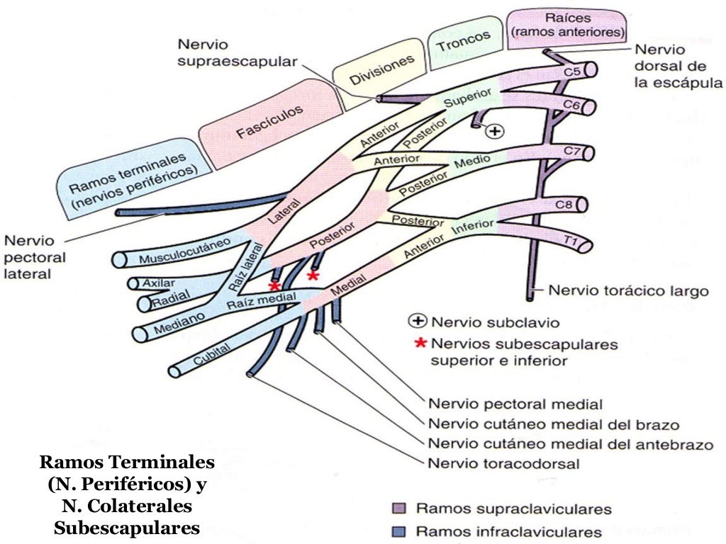 Plexo braquial nervio axilar_3