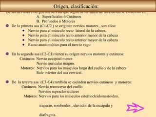 De las tres asas emergen los nervios que según su territorio de inervación se clasifican en:  A.  Superficiales ó Cutáneos B.  Profundos ó Motores  De la primera asa (C1-C2 ) se originan nervios motores , son ellos: Nervio para el músculo recto  lateral de la cabeza. Nervio para el músculo recto anterior menor de la cabeza  Nervio para el músculo recto anterior mayor de la cabeza Ramo anastomótico para el nervio vago  En la segunda asa (C2-C3) tienen su origen nervios motores y cutáneos: Cutáneos: Nervio occipital menor. Nervio auricular magno. Motores:  Nervios para los músculos largo del cuello y de la cabeza Raíz inferior del asa cervical. De  la tercera asa  (C3-C4) también se escinden nervios cutáneos  y motores:  Cutáneos: Nervio transverso del cuello  Nervios supraclaviculares Motores: Nervios para los músculos esternocleidomastoideo,  trapecio, romboides , elevador de la escápula y  diafragma. Origen, clasificación: 