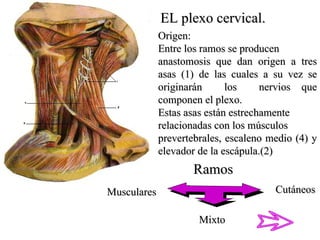EL plexo cervical. Origen: Entre los ramos se producen  anastomosis que dan origen a tres asas (1) de las cuales a su vez se originarán  los  nervios que componen el plexo. Estas asas están estrechamente  relacionadas con los músculos  prevertebrales, escaleno medio (4) y elevador de la escápula.(2) Ramos Musculares Cutáneos Mixto 
