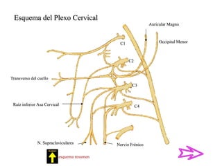 C1 C2 C3 C4 Occipital Menor Transverso del cuello Esquema del Plexo Cervical Ver esquema resumen Auricular Magno Raíz inferior Asa Cervical Nervio Frénico N. Supraclaviculares 