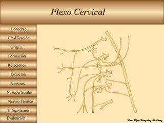 Plexo Cervical Concepto Origen.  Formación Relaciones Esquema Clasificación Nervios N. superficiales Nervio Frénico T. Inervación Evaluación 