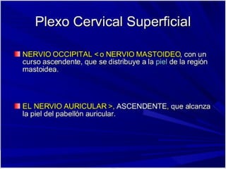 Plexo cervical