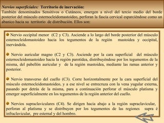 Nervio occipital menor (C2 y C3). Asciende a lo largo del borde posterior del músculo
esternocleidomastoideo hacia los tegumentos de la región mastoidea y occipital,
inervándola.
Nervio auricular magno (C2 y C3). Asciende por la cara superficial del músculo
esternocleidomastoideo hacia la región parotídea, distribuyéndose por los tegumentos de la
misma, del pabellón auricular y de la región mastoidea, mediante las ramas anterior y
posterior.
Nervio transverso del cuello (C3). Corre horizontalmente por la cara superficial del
músculo esternocleidomastoideo, y a ese nivel se entrecruza con la vena yugular externa,
pasando por detrás de la misma, para a continuación perforar el músculo platísma y
emerger superficialmente en los tegumentos de la región anterior del cuello.
Nervios supraclaviculares (C4). Se dirigen hacia abajo a la región supraclavicular,
perforan al platísma y se distribuyen por los tegumentos de las regiones supra é
infraclavicular, pre esternal y del hombro.
Nervios superficiales: Territorio de inervación:
También denominados Sensitivos o Cutáneos, emergen a nivel del tercio medio del borde
posterior del músculo esternocleidomastoideo, perforan la fascia cervical esparciéndose como un
abanico hacia su territorio de distribución. Ellos son:
 