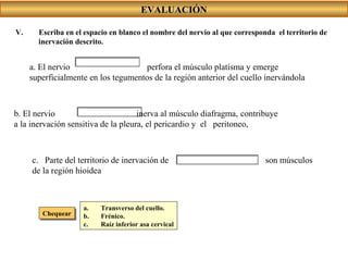 EVALUACIÓNEVALUACIÓN
V. Escriba en el espacio en blanco el nombre del nervio al que corresponda el territorio de
inervación descrito.
a. El nervio perfora el músculo platísma y emerge
superficialmente en los tegumentos de la región anterior del cuello inervándola
b. El nervio inerva al músculo diafragma, contribuye
a la inervación sensitiva de la pleura, el pericardio y el peritoneo,
c. Parte del territorio de inervación de son músculos
de la región hioidea
ChequearChequear
a. Transverso del cuello.
b. Frénico.
c. Raíz inferior asa cervical
 