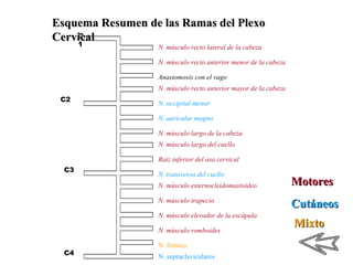 C
1
C2
C3
C4
N. músculo recto lateral de la cabeza
N. músculo recto anterior menor de la cabeza
Anastomosis con el vago
N. músculo recto anterior mayor de la cabeza
N. occipital menor
N. auricular magno
N. músculo largo de la cabeza
N. músculo largo del cuello
Raíz inferior del asa cervical
N. transverso del cuello
N. músculo esternocleidomastoideo
N. músculo trapecio
N. músculo elevador de la escápula
N. músculo romboides
N. frénico
N. supraclaviculares
Esquema Resumen de las Ramas del PlexoEsquema Resumen de las Ramas del Plexo
CervicalCervical
MotoresMotores
CutáneosCutáneos
MixtoMixto
 