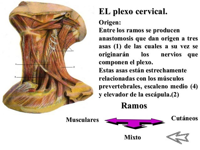 El dolor en los riñones por zhenski