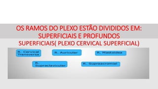 OS RAMOS DO PLEXO ESTÃO DIVIDIDOS EM:
SUPERFICIAIS E PROFUNDOS
SUPERFICIAIS( PLEXO CERVICAL SUPERFICIAL)
 