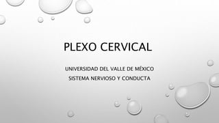 PLEXO CERVICAL
UNIVERSIDAD DEL VALLE DE MÉXICO
SISTEMA NERVIOSO Y CONDUCTA
 