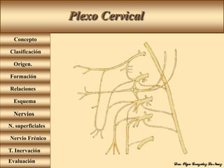 Plexo Cervical
Concepto
Origen.
Formación
Relaciones
Esquema
Clasificación
Nervios
N. superficiales
Nervio Frénico
T. Inervación
Evaluación
 