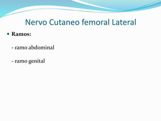  Ramos:
- ramo abdominal
- ramo genital
Nervo Cutaneo femoral Lateral
 