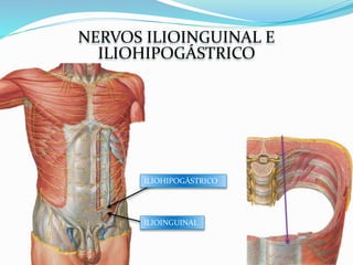 NERVOS ILIOINGUINAL E
ILIOHIPOGÁSTRICO
ILIOHIPOGÁSTRICO
ILIOINGUINAL
 