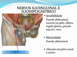 Atravessa o O. interno
 Sensibilidade
Parede abdominal,
escroto ou gdes. lábios,
região glútea, porção
sup.int. coxa
 Motricidade
Parede abdominal
 Afecções da pelve renal
e ureter
NERVOS ILIOINGUINAL E
ILIOHIPOGÁSTRICO
 