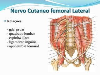 Nervo Cutaneo femoral Lateral
 Relações:
- gde. psoas
- quadrado lombar
- espinha ilíaca
- ligamento inguinal
- aponeurose femural
 
