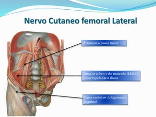 Atravessa o psoas maior
Situa-se a frente do musculo ILÍACO,
coberto pela facia iliaca
Nervo Cutaneo femoral Lateral
Passa embaixo do ligamento
inguinal
 