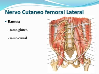 Nervo Cutaneo femoral Lateral
 Ramos:
- ramo glúteo
- ramo crural
 