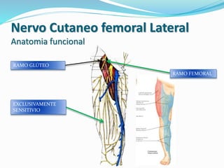 RAMO GLÚTEO
EXCLUSIVAMENTE
SENSITIVIO
Nervo Cutaneo femoral Lateral
Anatomia funcional
RAMO FEMORAL
 