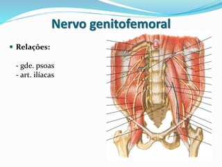 Nervo genitofemoral
 Relações:
- gde. psoas
- art. ilíacas
 