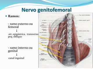 Nervo genitofemoral
 Ramos:
- ramo externo ou
femoral

art. epigástrica, transverso,
peq. obliquo
- ramo interno ou
genital

canal inguinal
 