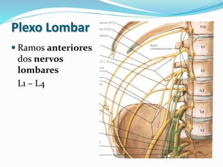 Plexo Lombar
 Ramos anteriores
dos nervos
lombares
L1 – L4
 
