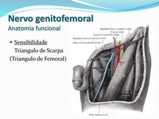 Nervo genitofemoral
Anatomia funcional
 Sensibilidade
Triangulo de Scarpa
(Triangulo de Femoral)
 