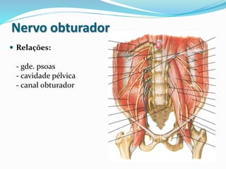 Nervo obturador
 Relações:
- gde. psoas
- cavidade pélvica
- canal obturador
 